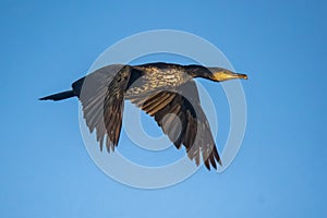 Great cormorant flying in the sky