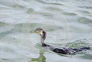Great Cormorant with Ghost net stuck on beak