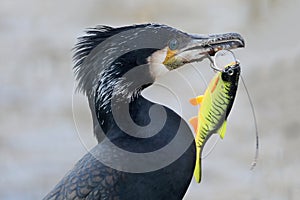 Great cormorant