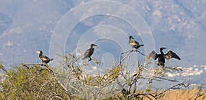 Great Cormorant Group Spotted at Aiguamolls de l`Emporda photo