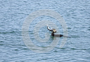 Great Cormorant gulping a big fish photo