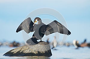 Great cormorant photo