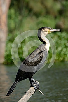 Great cormorant, Lake Naivasha, Kenya