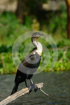 Great cormorant, Lake Naivasha, Kenya