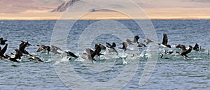 Great Cormorant Lake in northwestern Mongolia