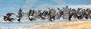 Great Cormorant Lake in northwestern Mongolia