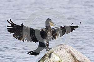 Great Cormorant landing after fishing