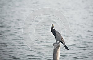 A great cormorant large black water bird, standing on stump. Waiting for next catching fish.