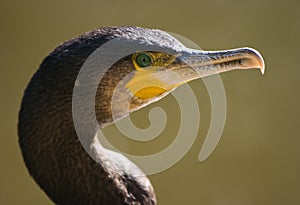 Great cormorant looking