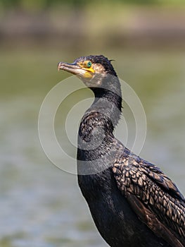 Great cormorant looking