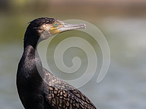 Great cormorant looking
