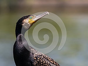 Great cormorant looking