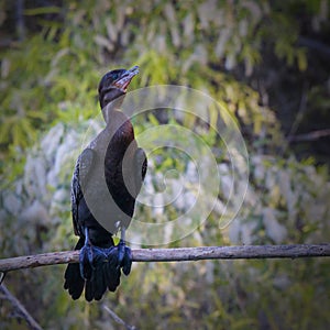 Great Cormorant Perched on a Stick