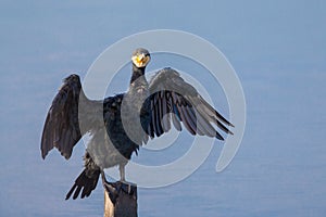 Great Cormorant perching on wood