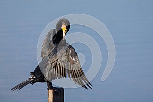 Great Cormorant perching on wood