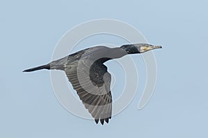 Great Cormorant, Phalacrocoracidae, in flight