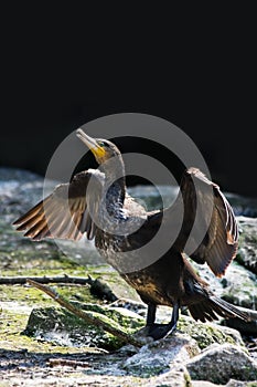 Great cormorant or Phalacrocorax