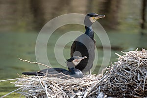 Great cormorant Phalacrocorax carbo