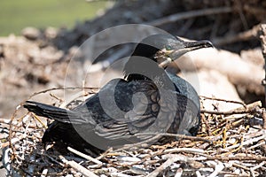 Great cormorant Phalacrocorax carbo