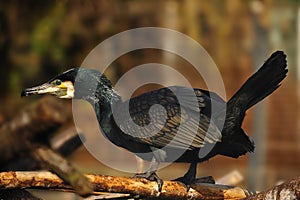 Great Cormorant (Phalacrocorax carbo) photo