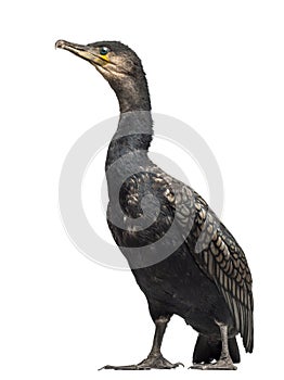 Great Cormorant, Phalacrocorax carbo photo