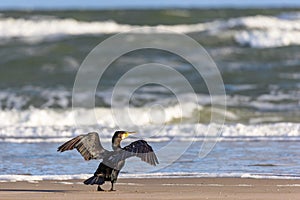 Great cormorant (Phalacrocorax carbo