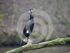 Great cormorant, Phalacrocorax carbo