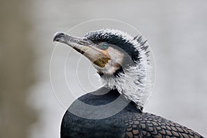 The great cormorant (Phalacrocorax carbo) photo