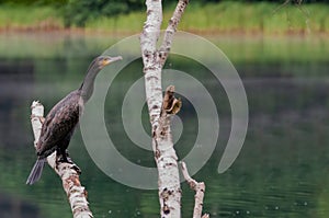 The great cormorant Phalacrocorax carbo on a branch