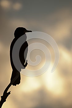 Great Cormorant - Phalacrocorax carbo photo