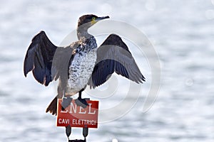 Great cormorant, Phalacrocorax carbo on a danger electrical comp