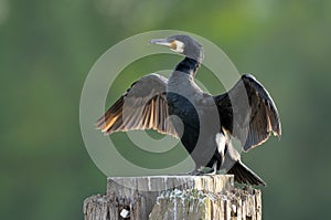 Great Cormorant (Phalacrocorax carbo) drying wings