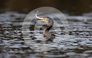 Great cormorant, Phalacrocorax carbo photo