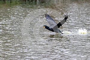 Great Cormorant Phalacrocorax carbo in flight