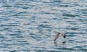 The great cormorant, Phalacrocorax carbo flying over Draycote Waters Lake in united kingdom