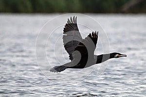 Great Cormorant Phalacrocorax carbo photo