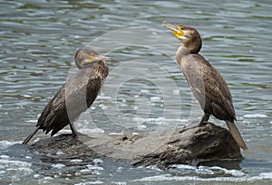 Great Cormorant ( Phalacrocorax carbo ) juveniles on a rock