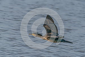 The great cormorant Phalacrocorax carbo, known as the black shag in New Zealand, great black cormorant or black cormorant. In fl