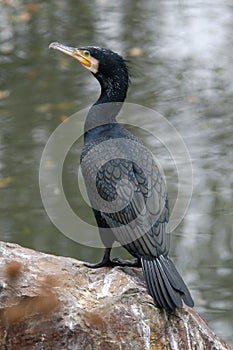 Great cormorant