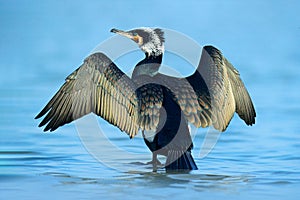 Great Cormorant, Phalacrocorax carbo, sitting in the blue water. Spring on the lake with beutiful bird. Wildlife scene from nature photo