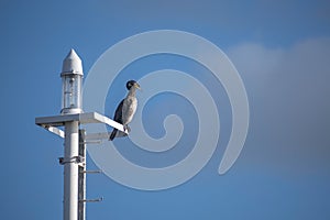 Great cormorant Phalacrocorax carbo is sitting on a modern streetlamp, the seabird is also known as black shag, blue sky with