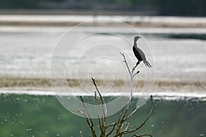 Great cormorant or Phalacrocorax carbo stay on the tree branch
