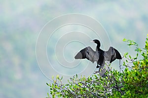 Great cormorant or Phalacrocorax carbo stay on the tree branch