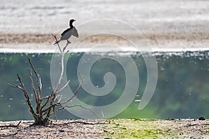 Great cormorant or Phalacrocorax carbo stay on the tree branch