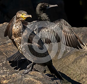 Great cormorant ( phalacrocorax carbo )tangled in fishing tackle. photo