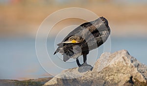 Great Cormorant - Phalacrocorax carbo - young bird