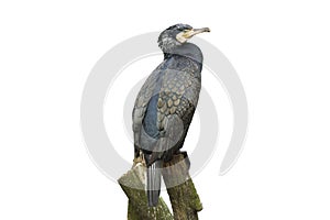 Great Cormorant