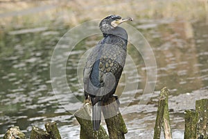 Great Cormorant