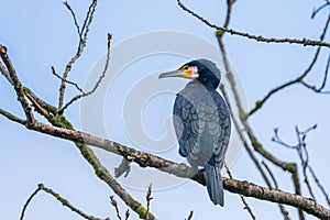 Great cormorant Phalocrocorax carbo resting on a tree at a river in germany