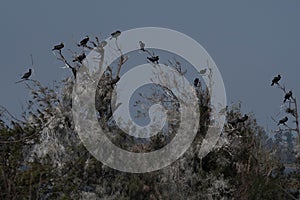 `Great Cormorant` rest tree suffers